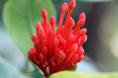 Ixora chinensis